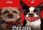 Download Strays (2023) - Mp4 Netnaija